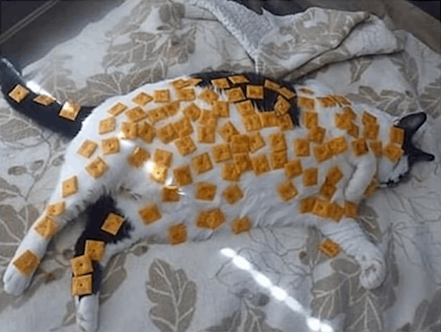 (Cat covered in cheezeits)
