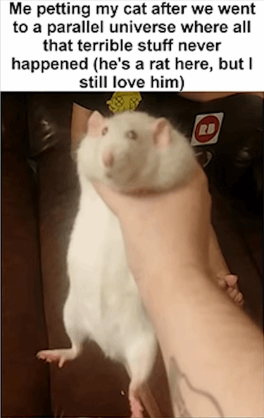 Me petting my cat after we went to a parallel universe where all that terrible stuff never happened (he's a rat here, but I still love him)