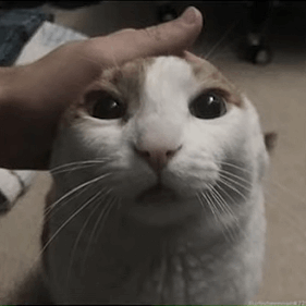 me petting my cat before the wave of the nuclear bomb hits us (its our final moments together)