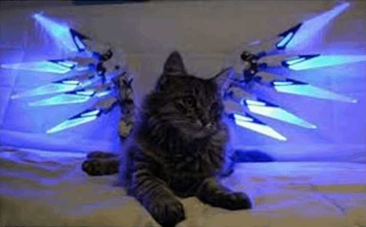 (Angle Cat)