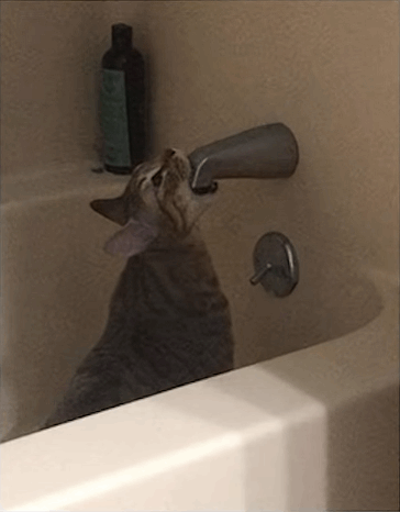 (Cat drinking water out of bathtub faucet)