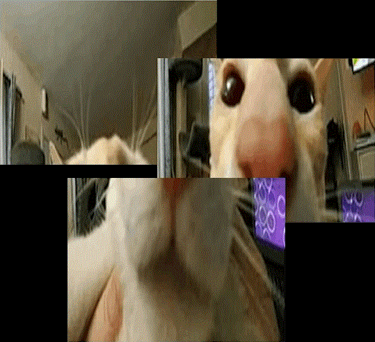 (TallCate is split into pieces)