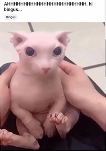 AHHHHHHHHHHHHHHHHHHHHHHHH. hi bingus...