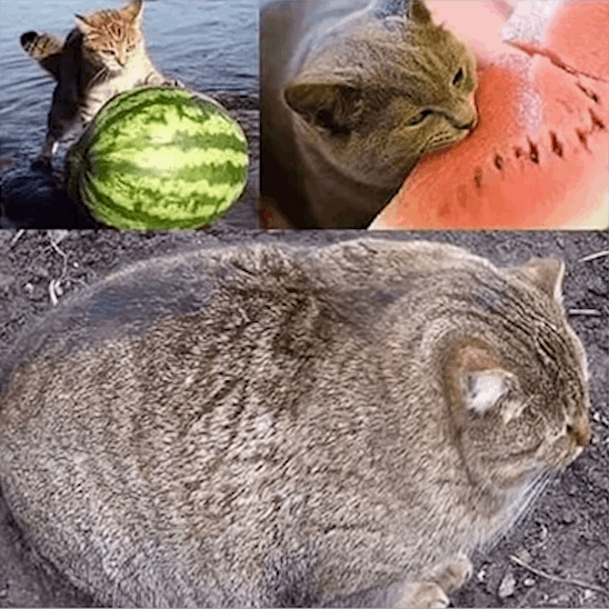 (Cat eats watermelon and becomes a watermelon itself)