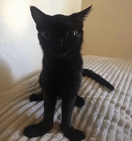 (silly black cat)