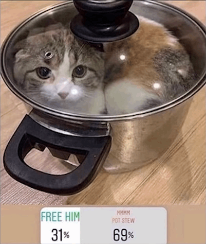 FREE HIM 31% - MMMM POT STEW 69%